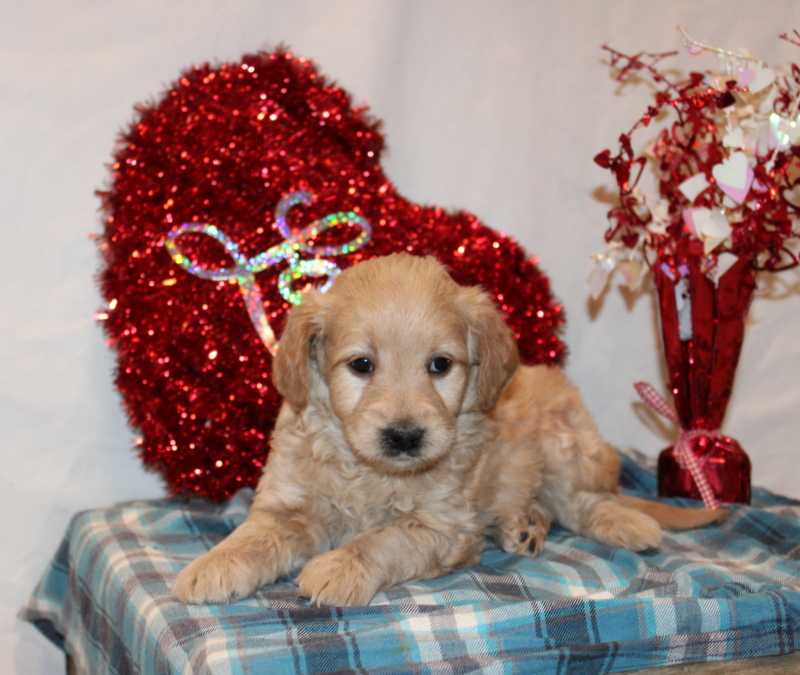 puppy, for, sale, Mini Goldendoodle F2, Matthew B. Stoltzfus, dog, breeder, Gap, PA, dog-breeder, puppy-for-sale, forsale, nearby, find, puppyfind, locator, puppylocator, aca